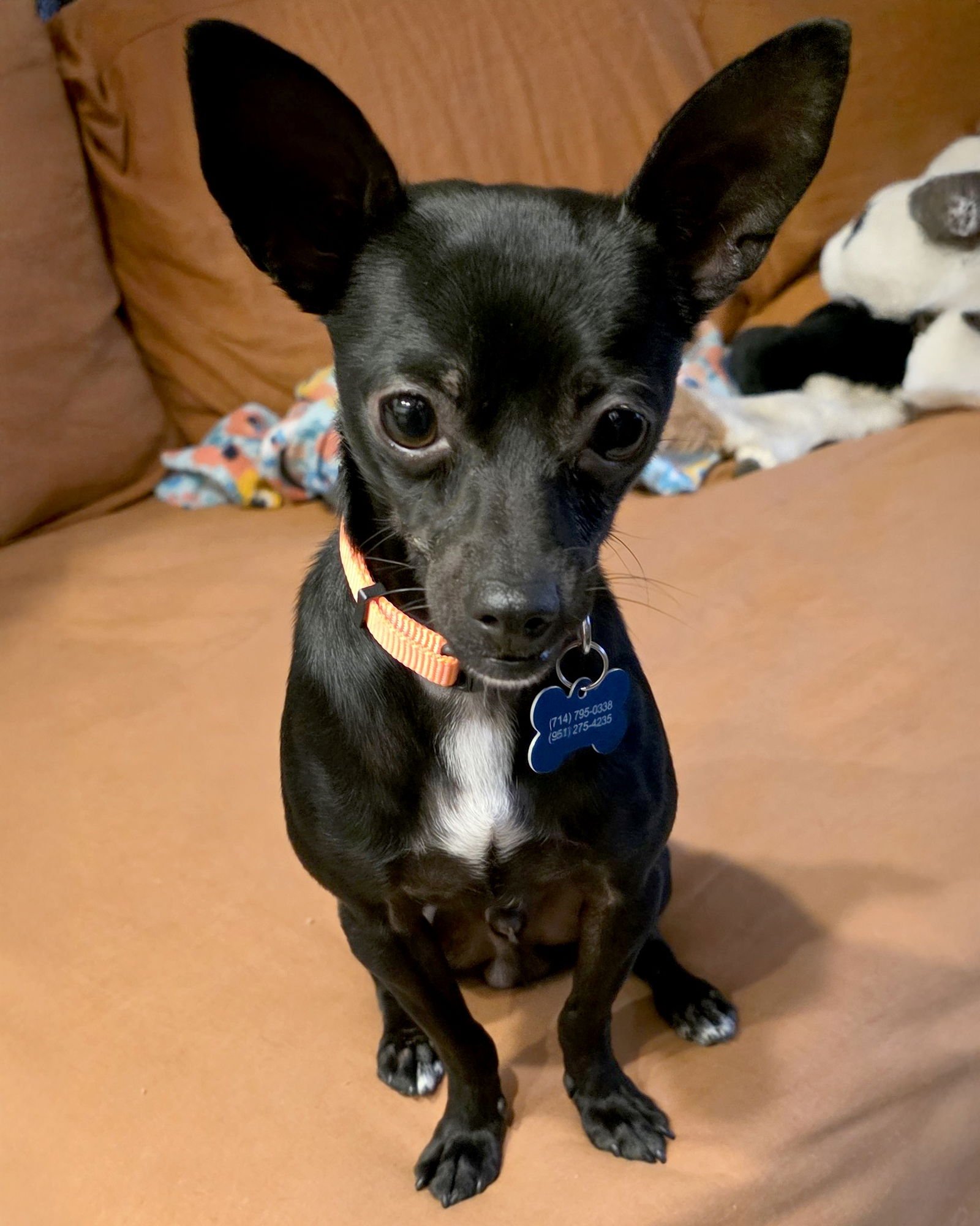 MICKEY - Chihuahua available for adoption