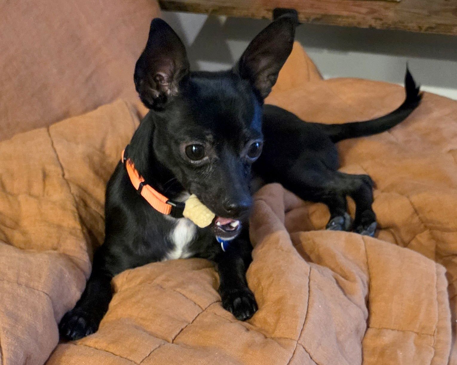 MICKEY - Chihuahua available for adoption