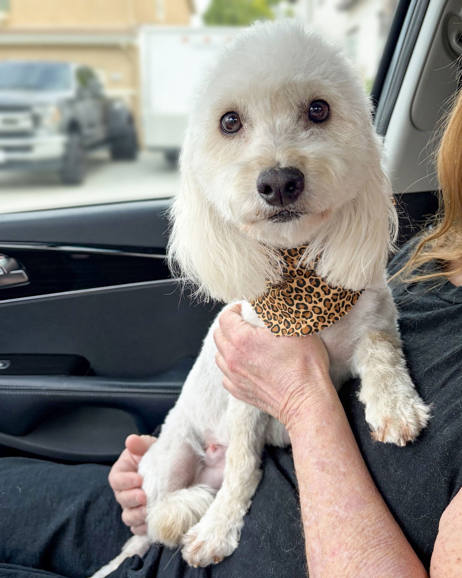 FAE - Maltese / Poodle (unknown type) available for adoption