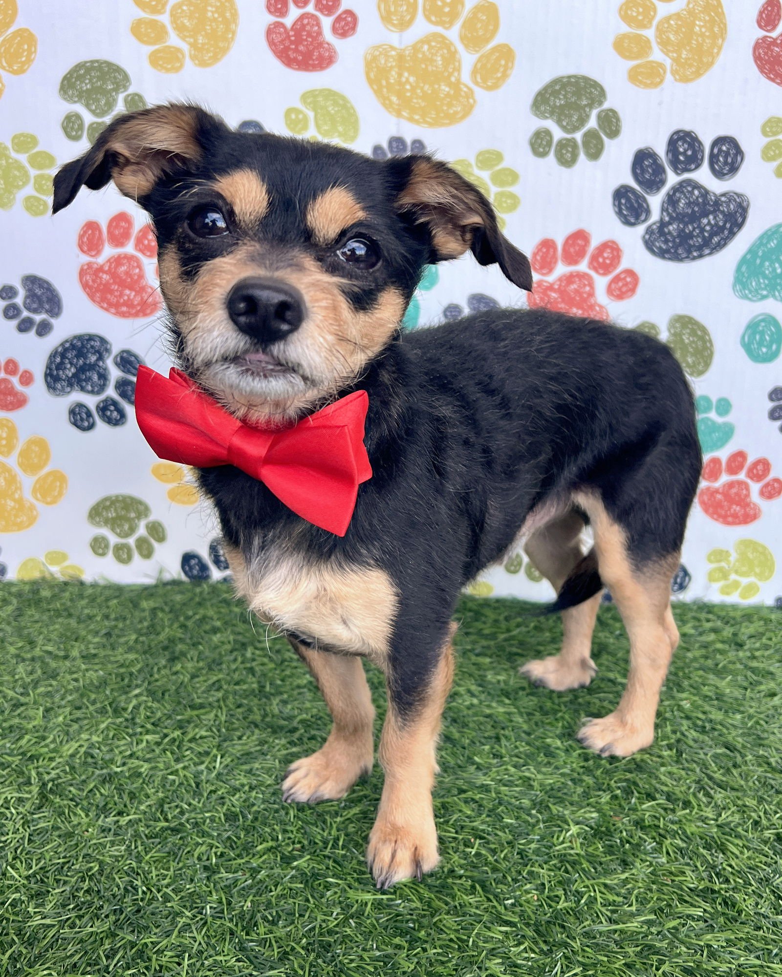 CHANDLER - Chihuahua available for adoption