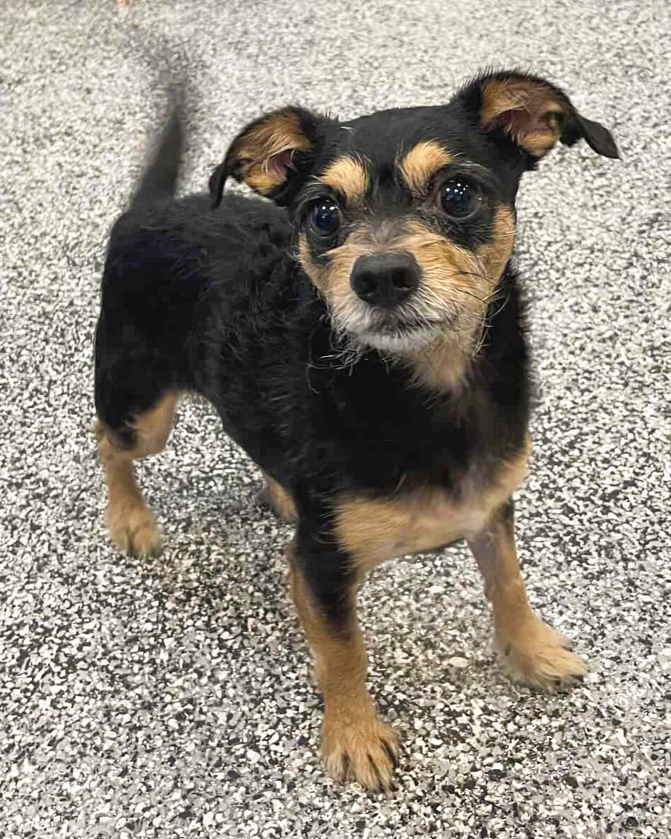 CHANDLER - Chihuahua available for adoption