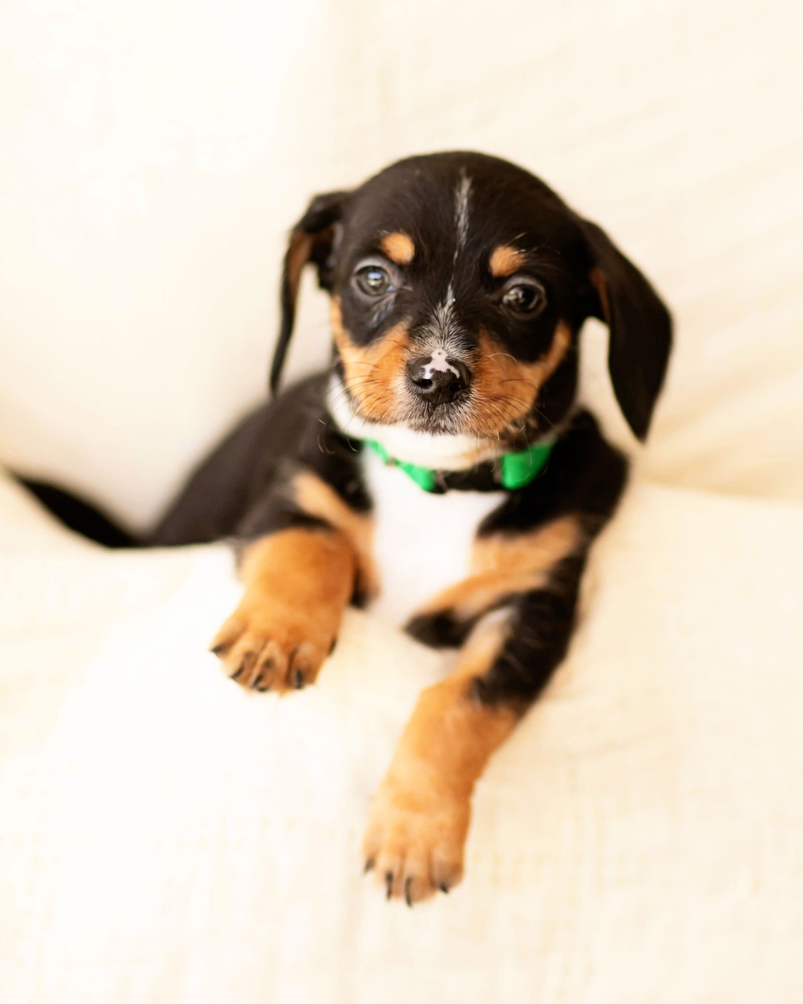 TATE - Dachshund available for adoption