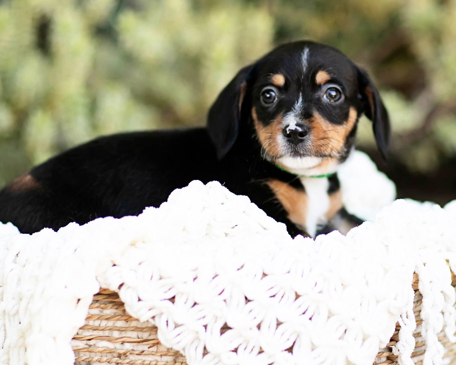 TATE - Dachshund available for adoption