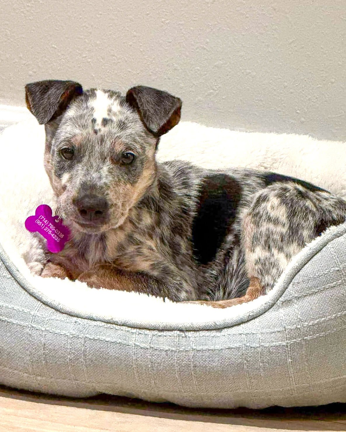 ROXANNE - Queensland Heeler available for adoption