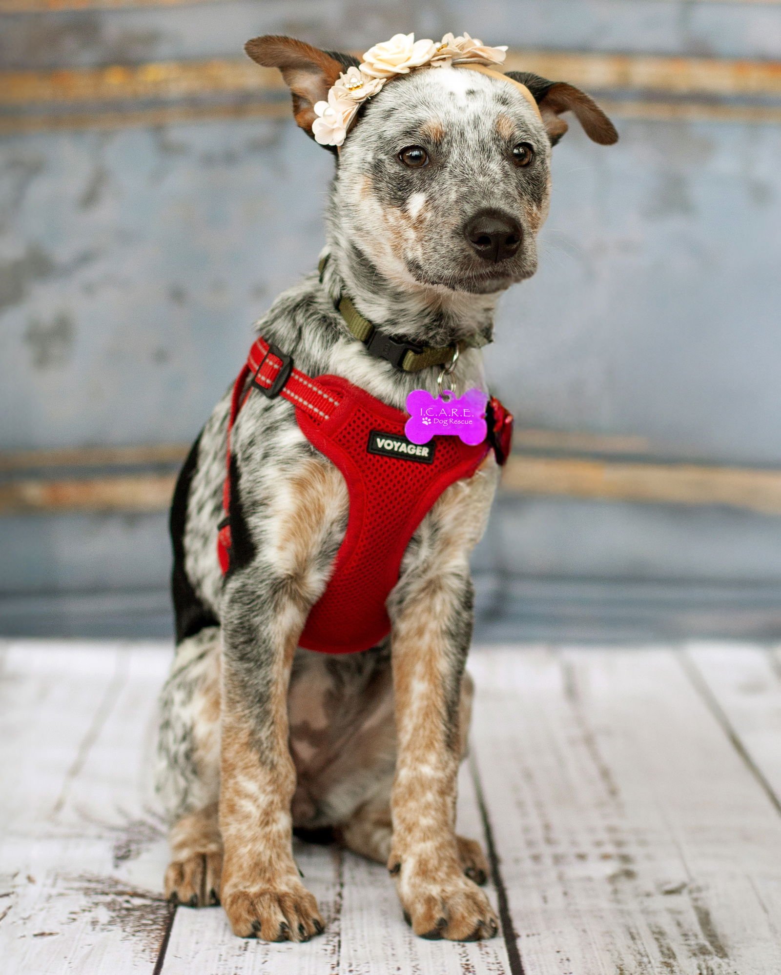 ROXANNE - Queensland Heeler available for adoption