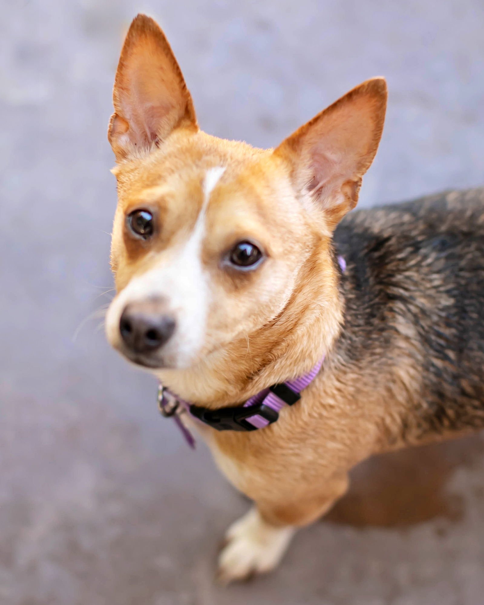 SHELBY - Corgi / Jack Russell Terrier available for adoption