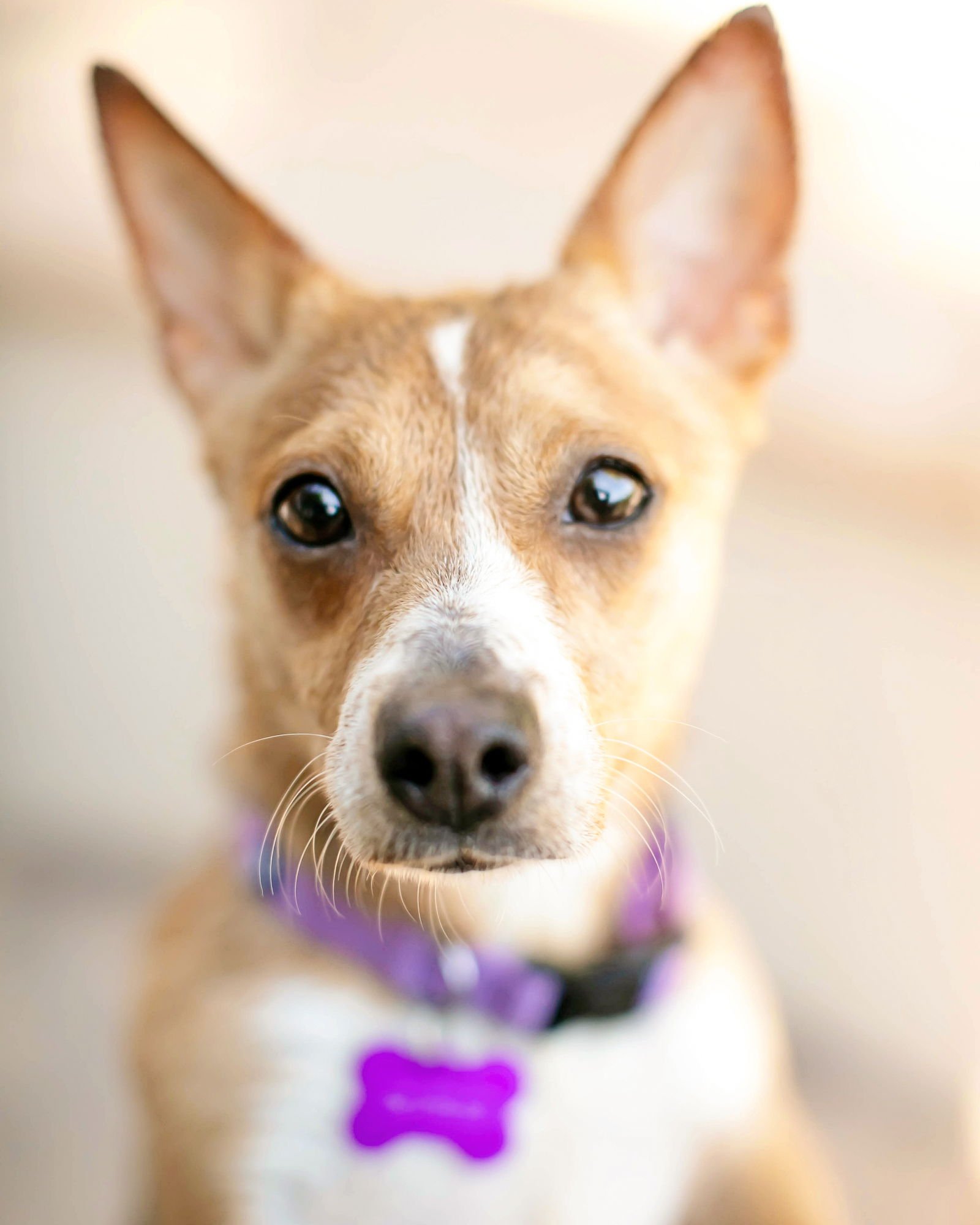 SHELBY - Corgi / Jack Russell Terrier available for adoption