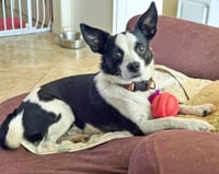 Evie - Photo 6