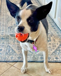 Evie - Photo 13