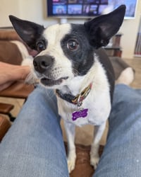 Evie - Photo 8