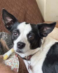 Evie - Photo 11