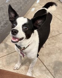 Evie - Photo 10