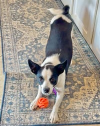 Evie - Photo 15