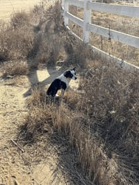 Evie - Photo 21