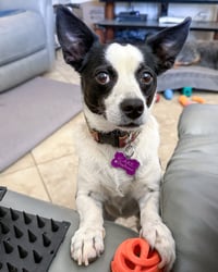 Evie - Photo 2