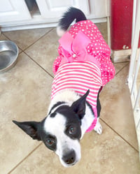 Evie - Photo 12