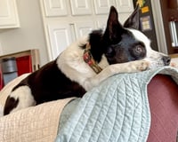 Evie - Photo 5