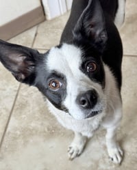Evie - Photo 18