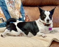 Evie - Photo 16