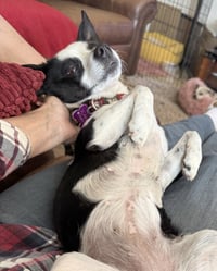 Evie - Photo 19
