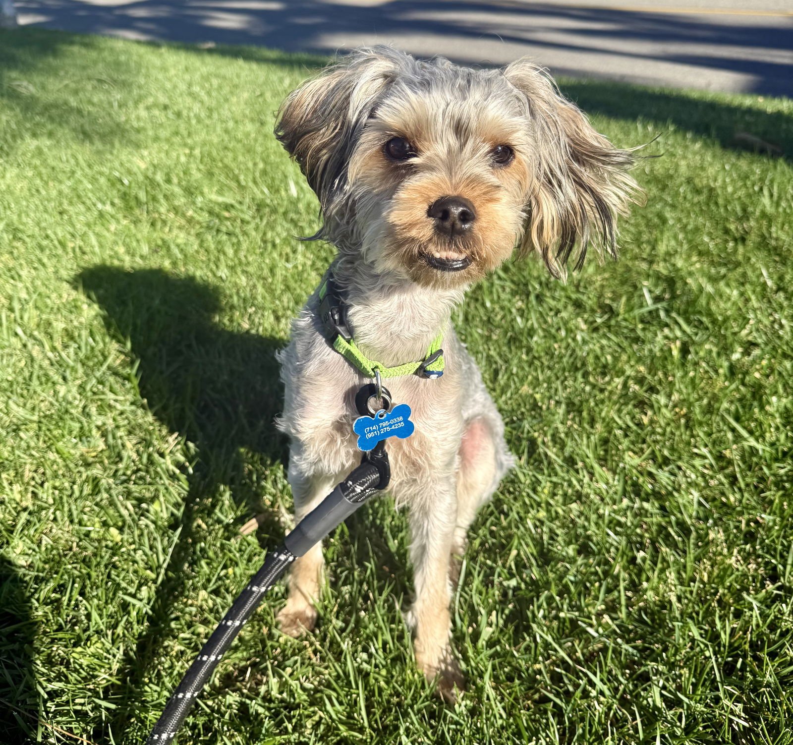 TOBY - Yorkshire Terrier Yorkie / Poodle (unknown type) available for adoption