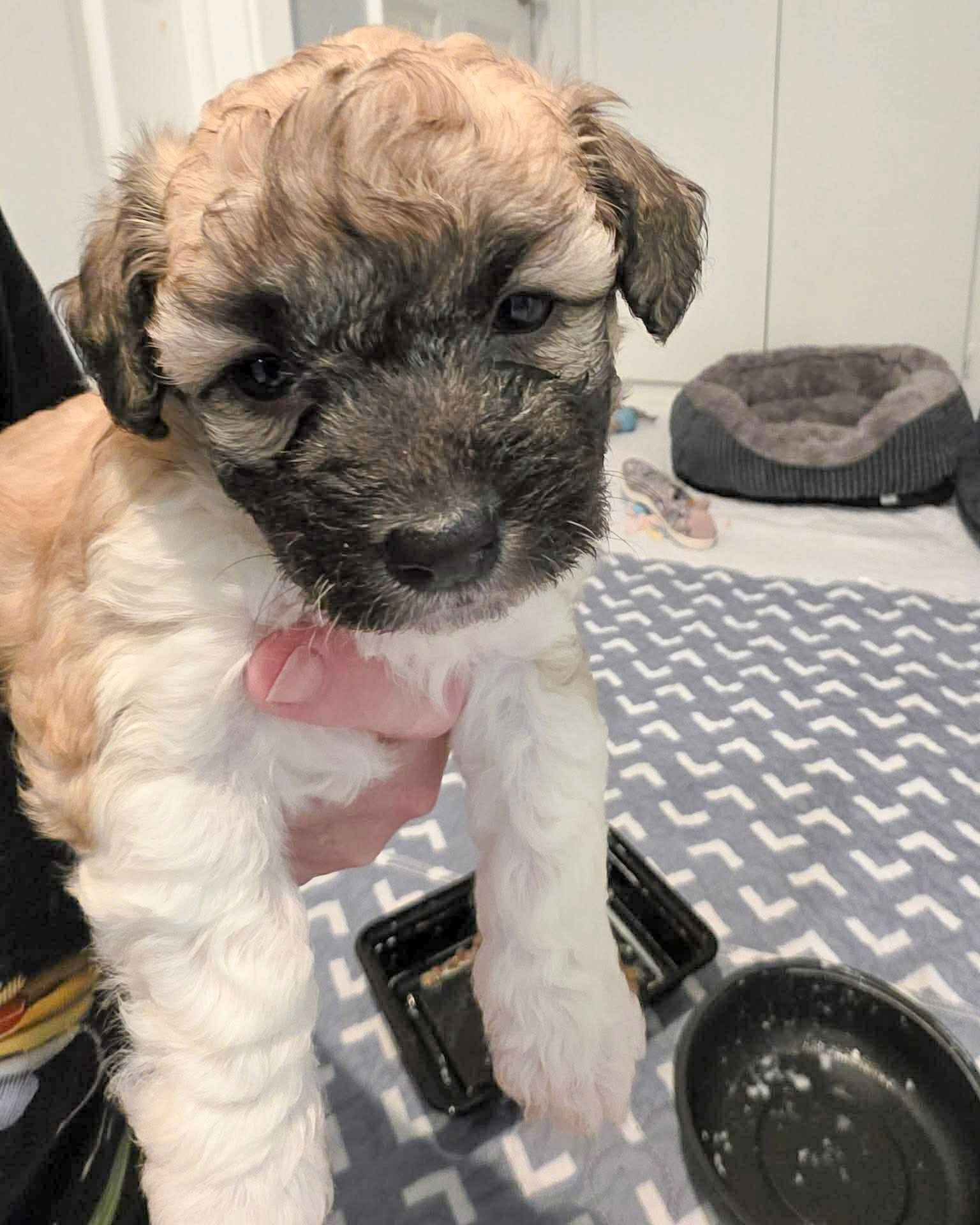 MOLLIE - Poodle (Miniature) available for adoption