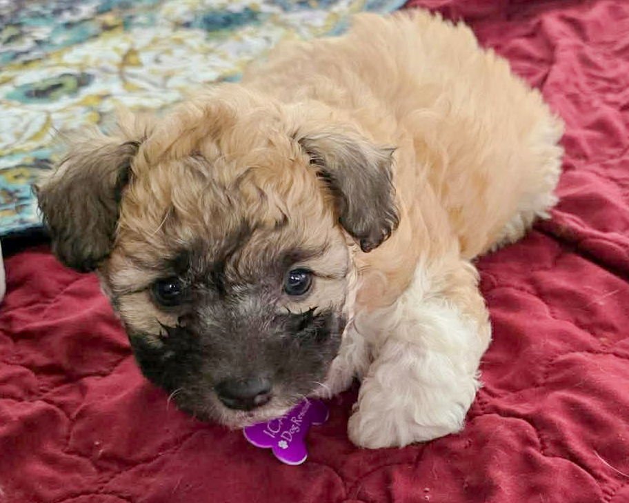 MOLLIE - Poodle (Miniature) available for adoption