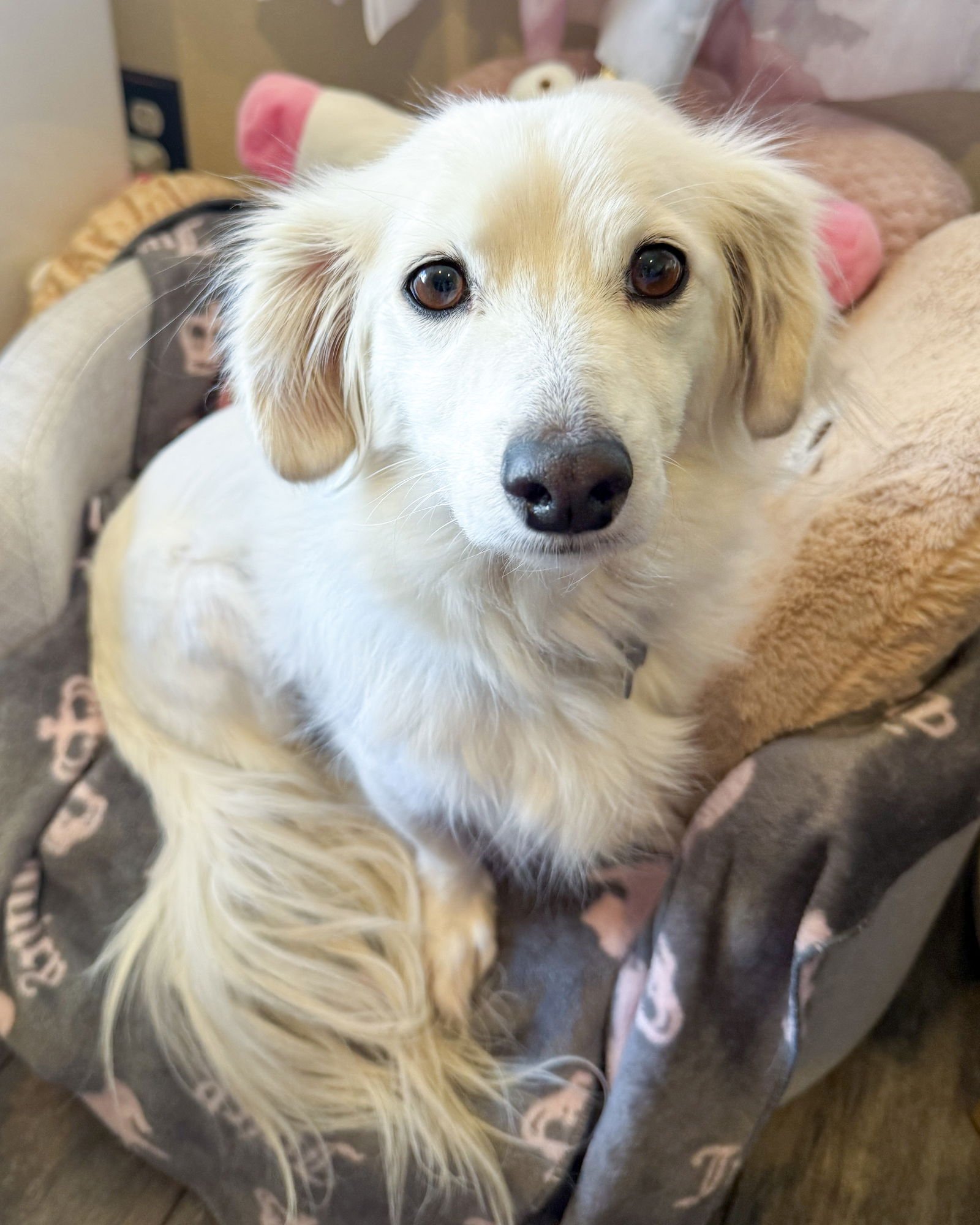 DISCO - Papillon / Spaniel available for adoption