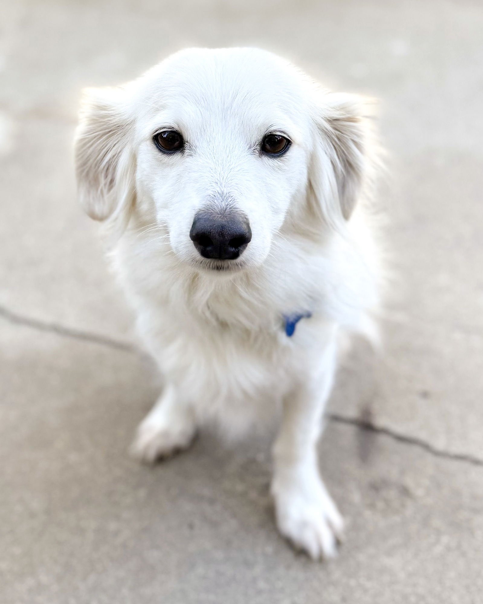 DISCO - Papillon / Spaniel available for adoption