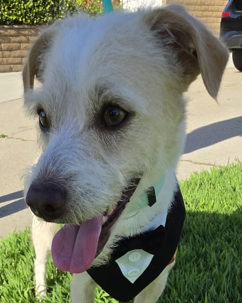 OTIS - Terrier available for adoption