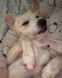 Otis - Photo 4