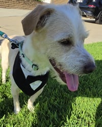 Otis - Photo 7