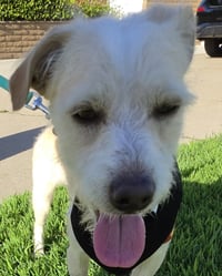 Otis - Photo 6