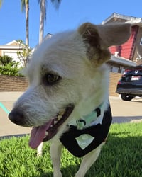 Otis - Photo 8