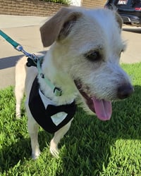 Otis - Photo 3