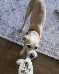 Otis - Photo 10