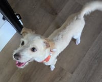 Otis - Photo 5
