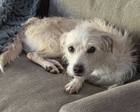 Otis - Photo 16