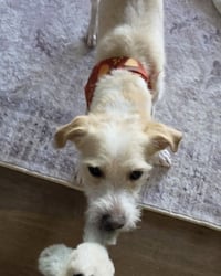 Otis - Photo 11