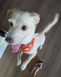 Otis - Photo 9
