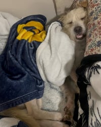 Otis - Photo 14