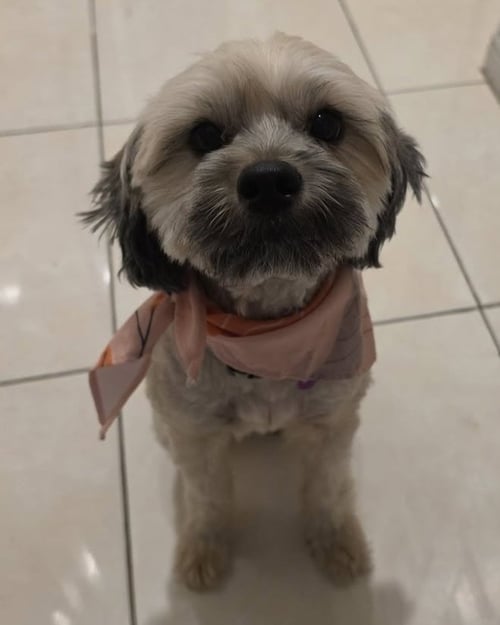 KENYA - Shih Tzu available for adoption