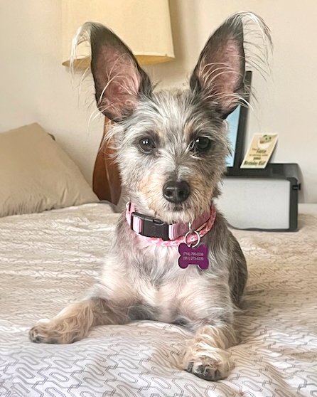 Coco Image