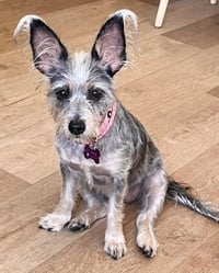 Coco - Photo 2