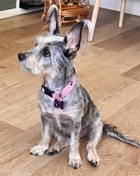 Coco - Photo 4