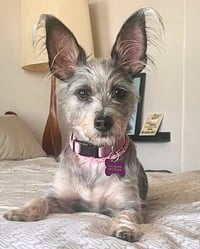 Coco - Photo 6