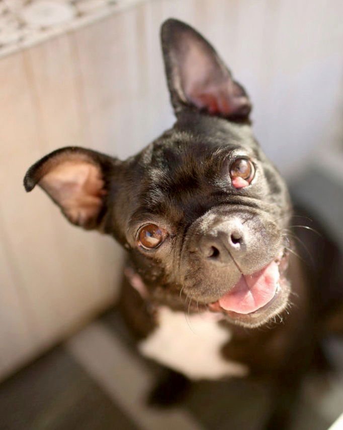 BEBE - French Bulldog / Boston Terrier available for adoption