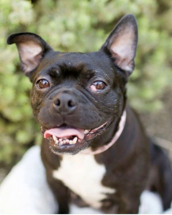 BEBE - French Bulldog / Boston Terrier available for adoption
