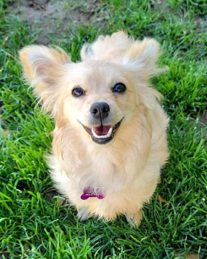 FOXY - Chihuahua / Cocker Spaniel available for adoption