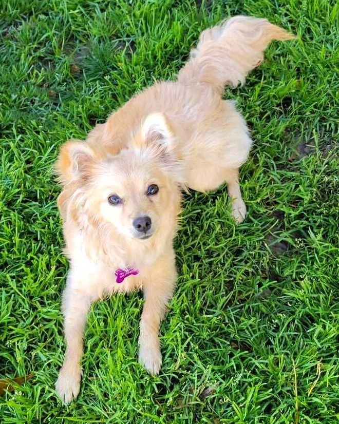 FOXY - Chihuahua / Cocker Spaniel available for adoption